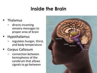 Inside the Brain
• Thalamus
– directs incoming
sensory messages to
proper area of brain
• Hypothalamus
– regulates hunger, thirst,
and body temperature
• Corpus Callosum
– connection between
hemispheres of the
cerebrum that allows
signals to go between
 