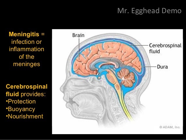 The Nervous System: CNS & PNS