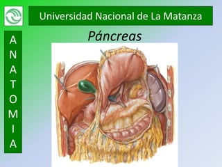 Universidad Nacional de La Matanza

A             Páncreas
N
A
T
O
M
I
A
 
