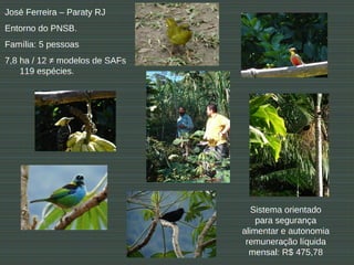 José Ferreira – Paraty RJ
Entorno do PNSB.
Família: 5 pessoas
7,8 ha / 12 ≠ modelos de SAFs
    119 espécies.




                                   Sistema orientado
                                    para segurança
                                alimentar e autonomia
                                 remuneração líquida
                                  mensal: R$ 475,78
 