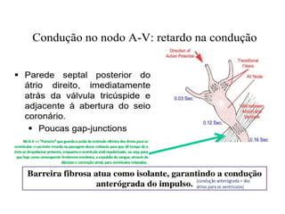 Comprehensive Overview of Cardiac Muscle Contraction Mechanisms and ...