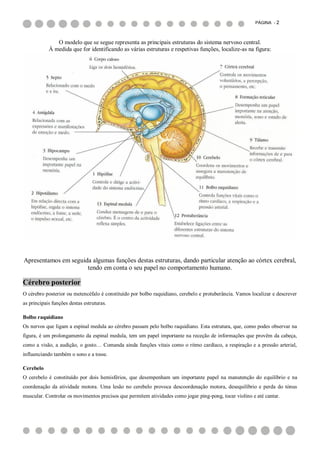 PÁGINA - 2



               O modelo que se segue representa as principais estruturas do sistema nervoso central.
            À medida que for identificando as várias estruturas e respetivas funções, localize-as na figura:




Apresentamos em seguida algumas funções destas estruturas, dando particular atenção ao córtex cerebral,
                      tendo em conta o seu papel no comportamento humano.

Cérebro posterior
O cérebro posterior ou metencéfalo é constituído por bolbo raquidiano, cerebelo e protuberância. Vamos localizar e descrever
as principais funções destas estruturas.

Bolbo raquidiano
Os nervos que ligam a espinal medula ao cérebro passam pelo bolbo raquidiano. Esta estrutura, que, como podes observar na
figura, é um prolongamento da espinal medula, tem um papel importante na receção de informações que provêm da cabeça,
como a visão, a audição, o gosto… Comanda ainda funções vitais como o ritmo cardíaco, a respiração e a pressão arterial,
influenciando também o sono e a tosse.

Cerebelo
O cerebelo é constituído por dois hemisférios, que desempenham um importante papel na manutenção do equilíbrio e na
coordenação da atividade motora. Uma lesão no cerebelo provoca descoordenação motora, desequilíbrio e perda do tónus
muscular. Controlar os movimentos precisos que permitem atividades como jogar ping-pong, tocar violino e até cantar.
 