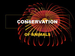 CONSERVATION

  OF ANIMALS
 