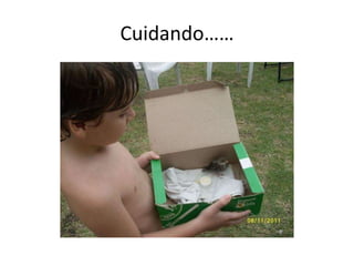 Cuidando……
 
