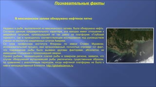 Познавательные факты
В мексиканском заливе обнаружено нефтяное пятно
Недавно в рыбе, выловленной из мексиканского залива, была обнаружена нефть.
Согласно данным предварительного характера, эта находка имеет отношение к
аварийной ситуации, произошедшей не так давно на платформе «Глубокий
горизонт», где и проводилось соответствующее исследование под руководством
ученых из института соединенных штатов Америки.
Со слов профессора института Флориды по имени Стивен Муравски,
исследовательский процесс, ими организованный, полностью опроверг тот факт,
что повреждение рыбы было вызвано другими факторами, абсолютно не
имеющими отношения к произошедшей аварии.
Однако рыбаки, занимающиеся ловлей рыбы в северном регионе, заявили, что
случаи обнаружения мутировавшей рыбы увеличились существенным образом,
по сравнению с аналогичным периодом, когда нефтяной платформы не было к
ним в непосредственной близости. http://globalscience.ru
 