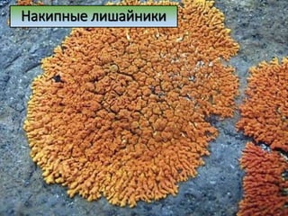 Накипные лишайники
 