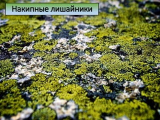 Накипные лишайники
 