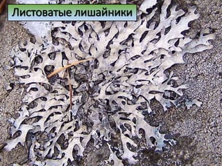 Листоватые лишайники
 