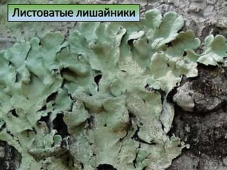 Листоватые лишайники
 