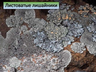 Листоватые лишайники
 