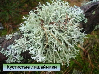Кустистые лишайники
 
