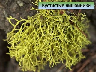 Кустистые лишайники
 