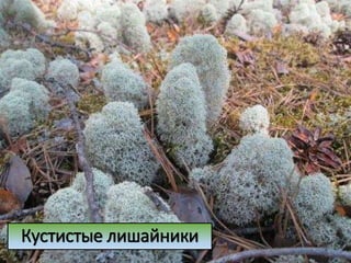 Кустистые лишайники
 