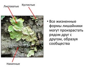 • Все жизненные
формы лишайники
могут произрастать
рядом друг с
другом, образуя
сообщества
Кустистые
Накипные
Листоватые
 