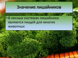 Значение лишайников
•В лесных системах лишайники
являются пищей для многих
животных
 