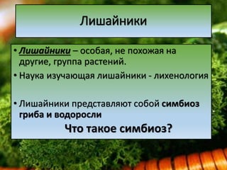25 лишайники | PPT