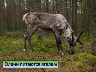 Олени питаются ягелем
 