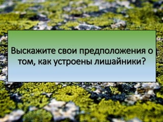 Выскажите свои предположения о
том, как устроены лишайники?
 