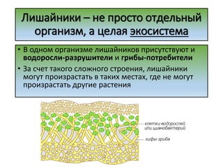 Лишайники – не просто отдельный
организм, а целая экосистема
• В одном организме лишайников присутствуют и
водоросли-разрушители и грибы-потребители
• За счет такого сложного строения, лишайники
могут произрастать в таких местах, где не могут
произрастать другие растения
 