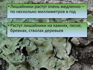 •Лишайники растут очень медленно –
по несколько миллиметров в год
•Растут лишайники на камнях, песке,
бревнах, стволах деревьев
 