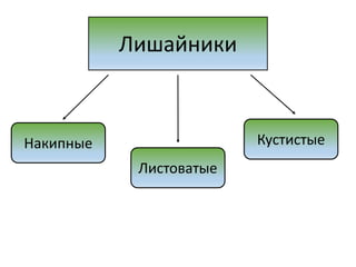 Лишайники
Накипные
Листоватые
Кустистые
 
