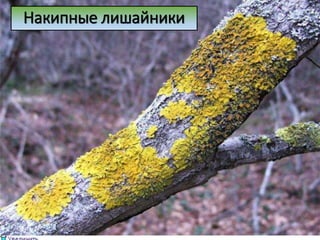 Накипные лишайники
 
