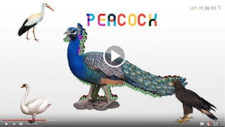 learning birds names and sounds videos for kids with colorful soccer balls falcon owl peacock pigeon