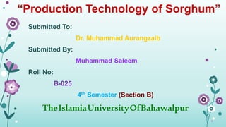 “Production Technology of Sorghum”
Submitted To:
Dr. Muhammad Aurangzaib
Submitted By:
Muhammad Saleem
Roll No:
B-025
4th Semester (Section B)
TheIslamiaUniversityOfBahawalpur
 