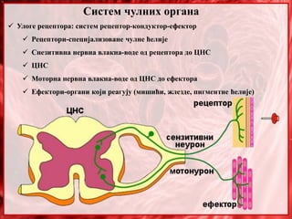 Систем чулних органа
 Улоге рецептора: систем рецептор-кондуктор-ефектор
 Рецептори-специјализоване чулне ћелије
 Снезитивна нервна влакна-воде од рецептора до ЦНС
 ЦНС
 Моторна нервна влакна-воде од ЦНС до ефектора
 Ефектори-органи који реагују (мишићи, жлезде, пигментне ћелије)
 
