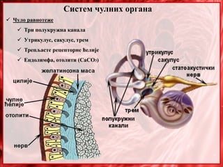  Чуло равнотеже
 Три полукружна канала
 Утрикулус, сакулус, трем
 Трепљасте рецепторне ћелије
 Ендолимфа, отолити (CaCO3)
Систем чулних органа
 