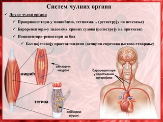  Други чулни органи
 Проприоцептори-у мишићима, тетивама… (региструју на истезање)
 Барорецептори-у зидовима крвних судова (региструју на притисак)
 Ноцицептори-рецептори за бол
 Бол појачавају простагландини (аспирин спречава њихово стварање)
Систем чулних органа
 