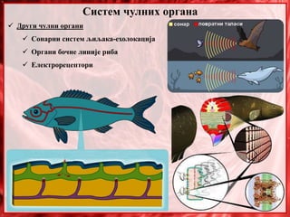  Други чулни органи
 Сонарни систем љиљака-ехолокација
 Органи бочне линије риба
 Електрорецептори
Систем чулних органа
 