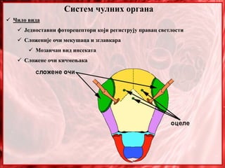  Чило вида
 Једноставни фоторецептори који региструју правац светлости
 Сложеније очи мекушаца и зглавкара
 Мозаичан вид инсеката
 Сложене очи кичмењака
Систем чулних органа
 