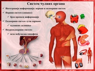 Систем чулних органа
 Интеграција информација: нервни и ендокрини систем
 Нервни систем (синапсe)
 брзо преноси информације
 Ендокрини систем лучи хормоне
 одложено деловање
 Неуроендокрини систем:
 веза међумозак-хипофиза
 