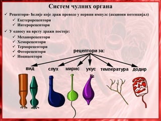 Систем чулних органа
 Рецептори- ћелије које драж преводе у нервни импулс (акциони потенцијал)
 Екстерорецептори
 Интерорецептори
 У односу на врсту дражи постоје:
 Механорецептори
 Хеморецептори
 Терморецептори
 Фоторецептори
 Ноцицептори
 
