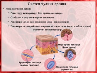 Систем чулних органа
 Кожа као чулни орган:
 Региструју температуру, бол, притисак, додир...
 Слободни и учаурени нервни завршеци
 Рецептори за бол-при површини коже (ноцицептори)
 Рецептори за додир (ближе површини) за притисак (нешто дубље у кожи)
 