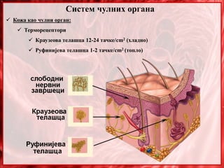 Систем чулних органа
 Кожа као чулни орган:
 Терморецептори
 Краузеова телашца 12-24 тачке/cm2 (хладно)
 Руфинијева телашца 1-2 тачке/cm2 (топло)
 