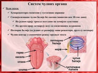 Систем чулних органа
 Чуло укуса:
 Хеморецептори смештени у густативне квржице
 Специјализоване чулне ћелије без аксона (животни век 10-так дана)
 На једном крају трепље осетљиве на хемијске супстанце
 На другом крају остварују везу са сензитивним неуронима
 Потпорне ћелије (од једних се развијају нови рецептори, друге су потпора)
 Чулни центар у слепоочном режњу предњег мозга
 