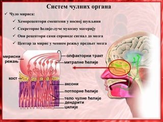 Систем чулних органа
 Чуло мириса:
 Хеморецептори смештени у носној шупљини
 Секреторне ћелије-луче мукозну материју
 Ови рецептори сами спроводе сигнал до мозга
 Центар за мирис у чеоном режњу предњег мозга
 