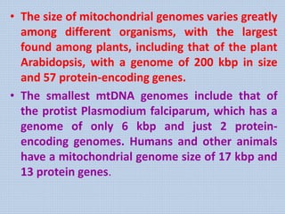 • The size of mitochondrial genomes varies greatly
among different organisms, with the largest
found among plants, including that of the plant
Arabidopsis, with a genome of 200 kbp in size
and 57 protein-encoding genes.
• The smallest mtDNA genomes include that of
the protist Plasmodium falciparum, which has a
genome of only 6 kbp and just 2 protein-
encoding genomes. Humans and other animals
have a mitochondrial genome size of 17 kbp and
13 protein genes.
 