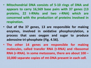 • Mitochondrial DNA consists of 5-10 rings of DNA and
appears to carry 16,569 base pairs with 37 genes (13
proteins, 22 t-RNAs and two r-RNA) which are
concerned with the production of proteins involved in
respiration.
• Out of the 37 genes, 13 are responsible for making
enzymes, involved in oxidative phosphorylation, a
process that uses oxygen and sugar to produce
adenosine tri-phosphate (Fig. 4.56).
• The other 14 genes are responsible for making
molecules, called transfer RNA (t-RNA) and ribosomal
RNA (r-RNA). In some metazoans, there are about 100 –
10,000 separate copies of mt-DNA present in each cell.
 