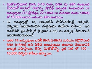 • మైటోకాన్డ్రియాల్ DNA 5-10 రిాంగ్ి DNA న కల్లగి ఉాంట ాంది
మరియు శ్ావసల్ల పాల్గగ ని పోి టీనో ఉతెతిాకత సాంబాంధిాంచి 37
జన ువుల్య (13 పోి టీనో , 22 t-RNA ల్య మరియు రెాండడ r-RNA)
త్ో 16,569 ఆధతర జతల్న కల్లగి ఉాంటాయి.
• 37 జన ువుల్లో 13, ఆకతిడెటివ్ ఫాస్ో ఫరిల్ేషన్లో ఆకతిజన్,
చ్కెకరన ఉప్యోగిాంచిన ఎాంజెైమో న తయారు చేస్ాా యి, ఇది
ఆడెన్లససన్ తిిాం-ఫాసతఫట్ (Figure 4.56) న ఉతెతిా చేయడతన్డ్కత
ఉప్యోగప్డడతుాంది.
• ఇతర 14 జన ువుల్య బదిలీ RNA (t-RNA) మరియు రిపోి స్ో మల్
RNA (r-RNA) అన్డ్ పసల్లచే అణువుల్న తయారు చేయడతన్డ్కత
బాధ్ుత వహిస్ాా యి. కొన్డ్ి మటొజోన్లలో, ప్ితి సెల్ ల్ల 100 -
10,000 వేరేవరు కాపీల్య ఉన్తియి.
 