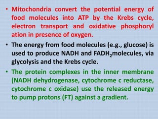 • Mitochondria convert the potential energy of
food molecules into ATP by the Krebs cycle,
electron transport and oxidative phosphoryl
ation in presence of oxygen.
• The energy from food molecules (e.g., glucose) is
used to produce NADH and FADH2molecules, via
glycolysis and the Krebs cycle.
• The protein complexes in the inner membrane
(NADH dehydrogenase, cytochrome c reductase,
cytochrome c oxidase) use the released energy
to pump protons (FT) against a gradient.
 