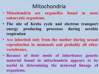 Mitochondria
• Mitochondria are organelles found in most
eukaryotic organisms.
• The site of Krebs cycle and electron transport
energy producing processes during aerobic
respiration
• Are inherited only from the mother during sexual
reproduction in mammals and probably all other
vertebrates.
• Because of their mode of inheritance genetic
material found in mitochondria appears to be
useful in determining the maternal lineage of
organisms.
 