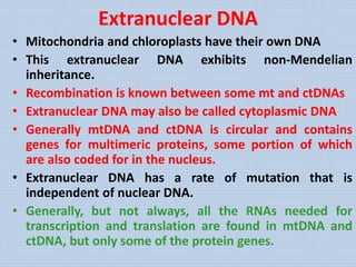 Extranuclear DNA
• Mitochondria and chloroplasts have their own DNA
• This extranuclear DNA exhibits non-Mendelian
inheritance.
• Recombination is known between some mt and ctDNAs
• Extranuclear DNA may also be called cytoplasmic DNA
• Generally mtDNA and ctDNA is circular and contains
genes for multimeric proteins, some portion of which
are also coded for in the nucleus.
• Extranuclear DNA has a rate of mutation that is
independent of nuclear DNA.
• Generally, but not always, all the RNAs needed for
transcription and translation are found in mtDNA and
ctDNA, but only some of the protein genes.
 