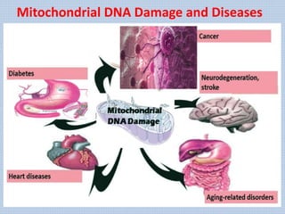 Mitochondrial DNA Damage and Diseases
 