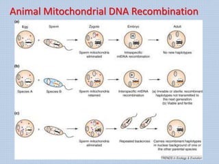 Animal Mitochondrial DNA Recombination
 