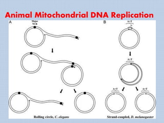 Animal Mitochondrial DNA Replication
 