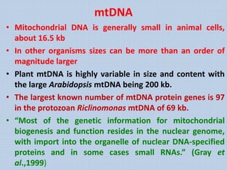 mtDNA
• Mitochondrial DNA is generally small in animal cells,
about 16.5 kb
• In other organisms sizes can be more than an order of
magnitude larger
• Plant mtDNA is highly variable in size and content with
the large Arabidopsis mtDNA being 200 kb.
• The largest known number of mtDNA protein genes is 97
in the protozoan Riclinomonas mtDNA of 69 kb.
• “Most of the genetic information for mitochondrial
biogenesis and function resides in the nuclear genome,
with import into the organelle of nuclear DNA-specified
proteins and in some cases small RNAs.” (Gray et
al.,1999)
 
