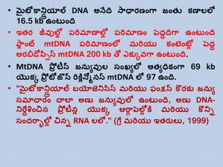 • మైటోకాన్డ్రియాల్ DNA అన్ేది స్ాధతరణాంగా జాంతు కణతల్ల్ల
16.5 kb ఉాంట ాంది
• ఇతర జీవుల్లో ప్రిమాణతల్లో ప్రిమాణాం పెదదదిగా ఉాంట ాంది
పాో ాంట్ mtDNA ప్రిమాణాంల్ల మరియు కాంటాంటోో పెదద
అరబిడోపసిస్ట mtDNA 200 kb త్ో ఎకయకవగా ఉాంట ాంది.
• MtDNA పోి టీన్ జన ువుల్ సాంఖ్ుల్ల అతుధికాంగా 69 kb
యొకక పోి టోజొన్ రికతోన్ల్నస్ట mtDNA ల్ల 97 ఉాంది.
• "మైటోకాన్డ్రియాల్ బయోజెన్డ్ససస్ట మరియు ఫాంక్షన్ కొరకయ జన ు
సమాచతరాం చతల్ా అణు జన ువుల్ల ఉాంట ాంది, అణు DNA-
న్డ్రేదశాంచిన పోి టీనో యొకక ఆరాగ పెల్లో కత మరియు కొన్డ్ి
సాందరాాల్లో చిని RNA ల్ల్ల." (గేో మరియు ఇతరుల్య, 1999)
 